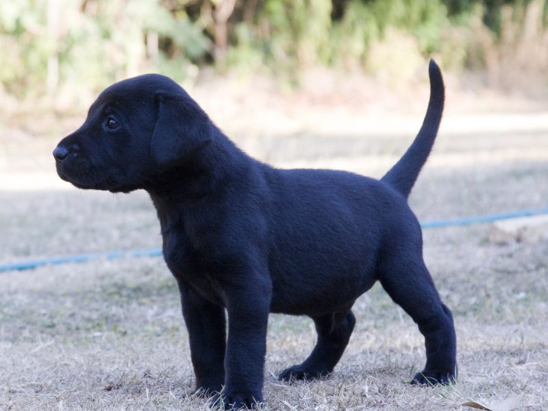 Labrador Retriever puppies