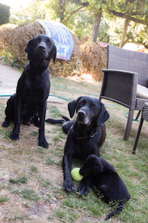  Labrador Retriever puppies