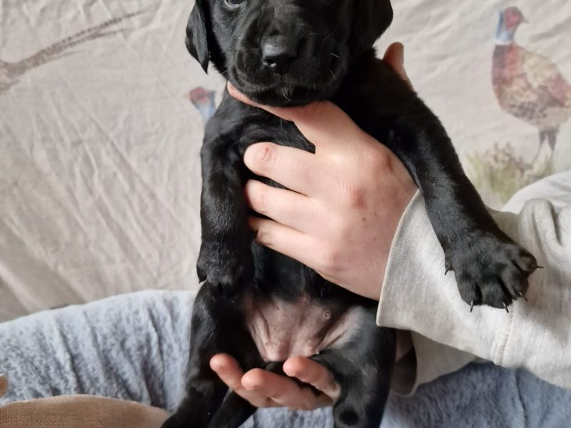 Working Springadors Bitch pup for sale