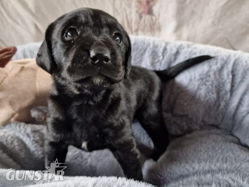  Working Springadors Bitch pup for sale