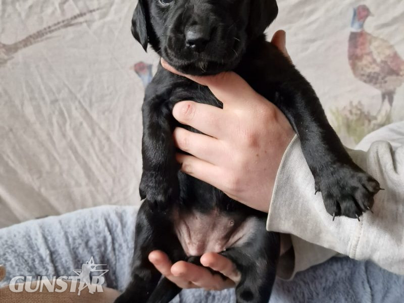 Working Springadors Bitch pup for sale