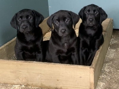 Beautifully bred Labradors with FTC bloodlines