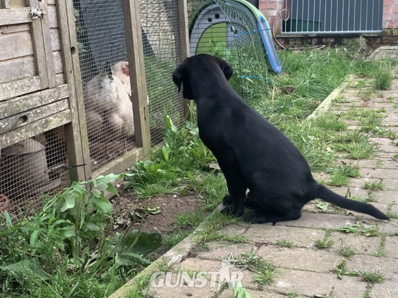  Beautifully bred Labradors with FTC bloodlines