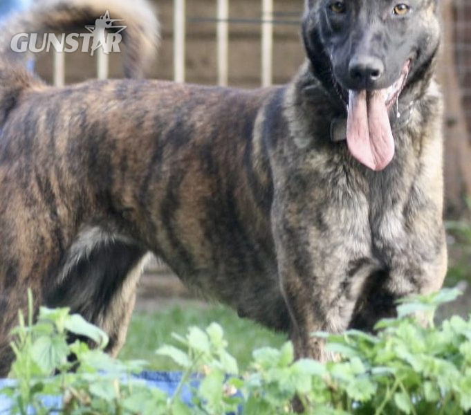 Malinois x Dutch herder bitch - {CATEGORY} in 