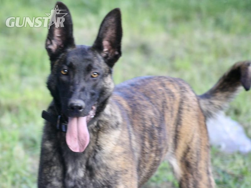 Malinois x Dutch herder bitch in 