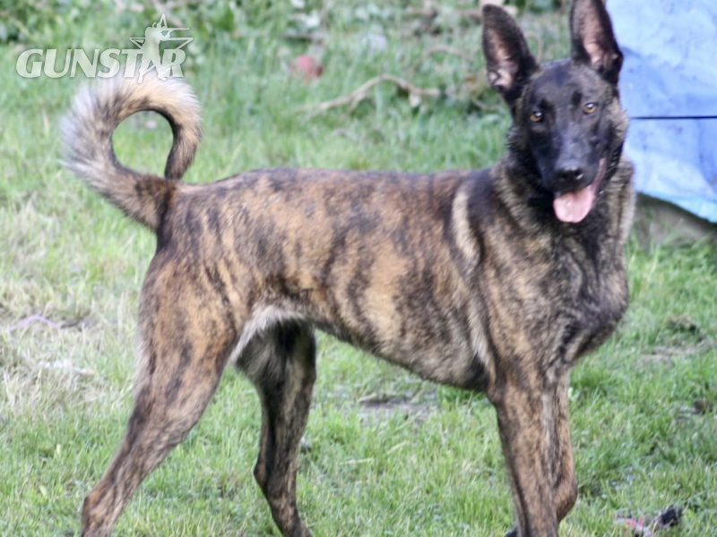 {CATEGORY} - Malinois x Dutch herder bitch