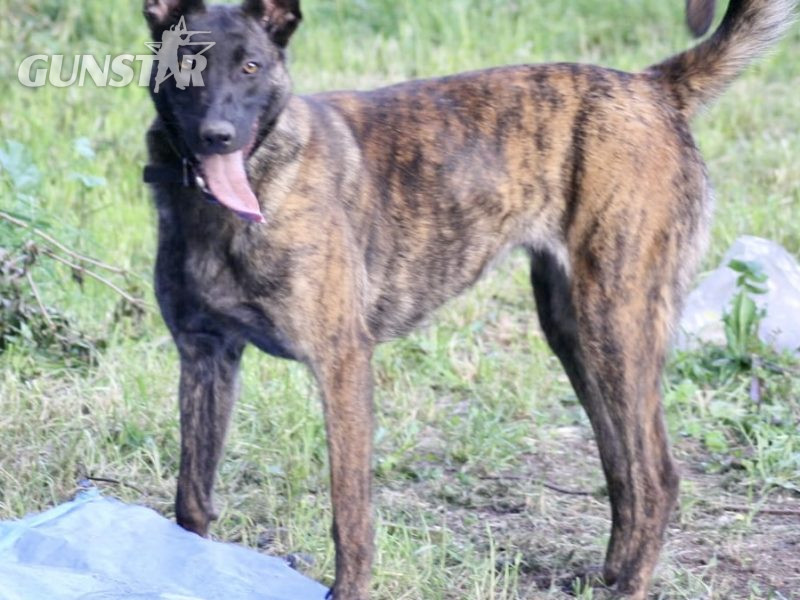  Malinois x Dutch herder bitch