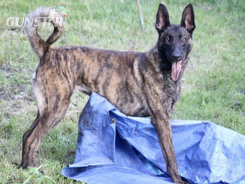 Malinois x Dutch herder bitch - {CATEGORY}