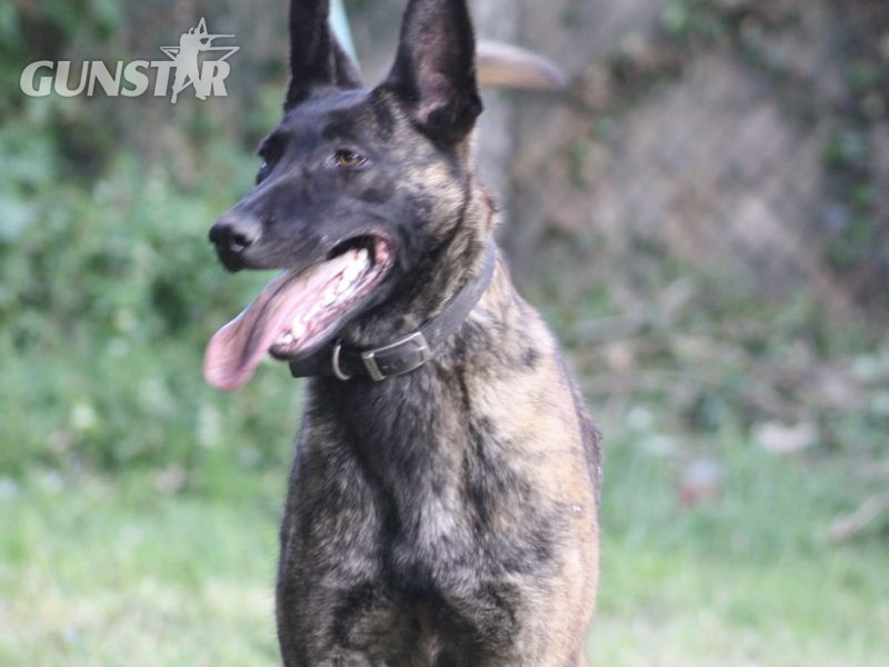 Malinois x Dutch herder bitch 