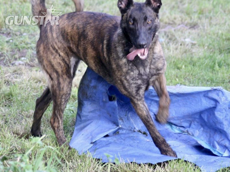 {CATEGORY} - Malinois x Dutch herder bitch in 