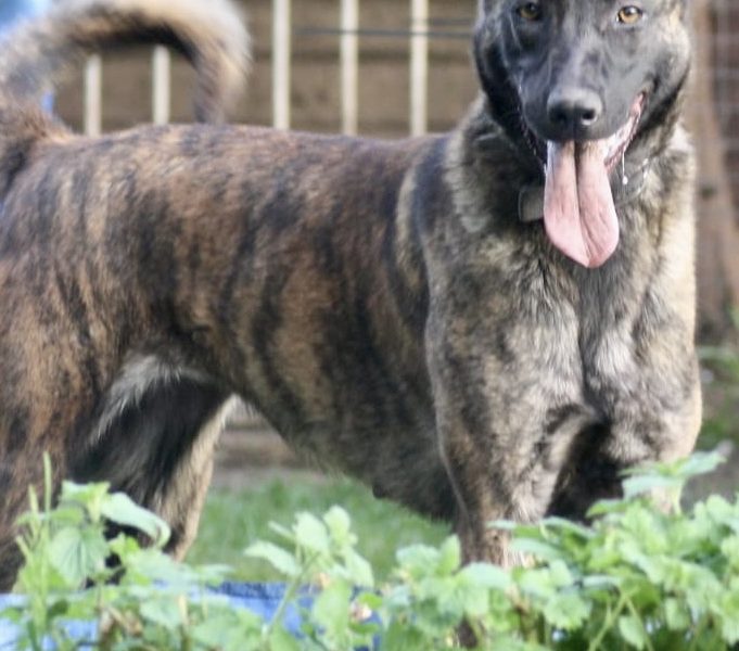 Malinois x Dutch herder bitch - {CATEGORY} in 