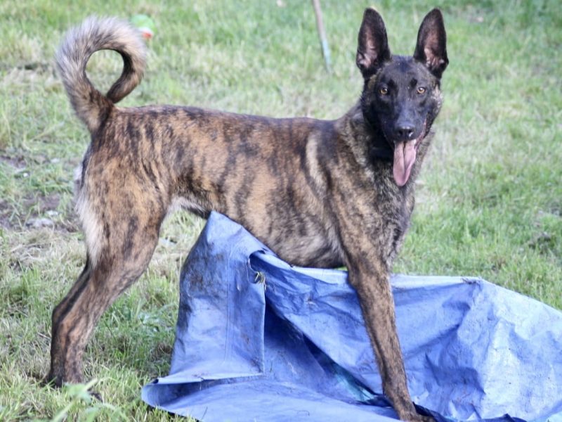 Malinois x Dutch herder bitch - {CATEGORY}