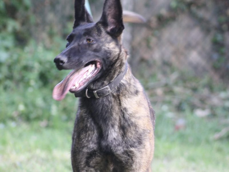 Malinois x Dutch herder bitch 