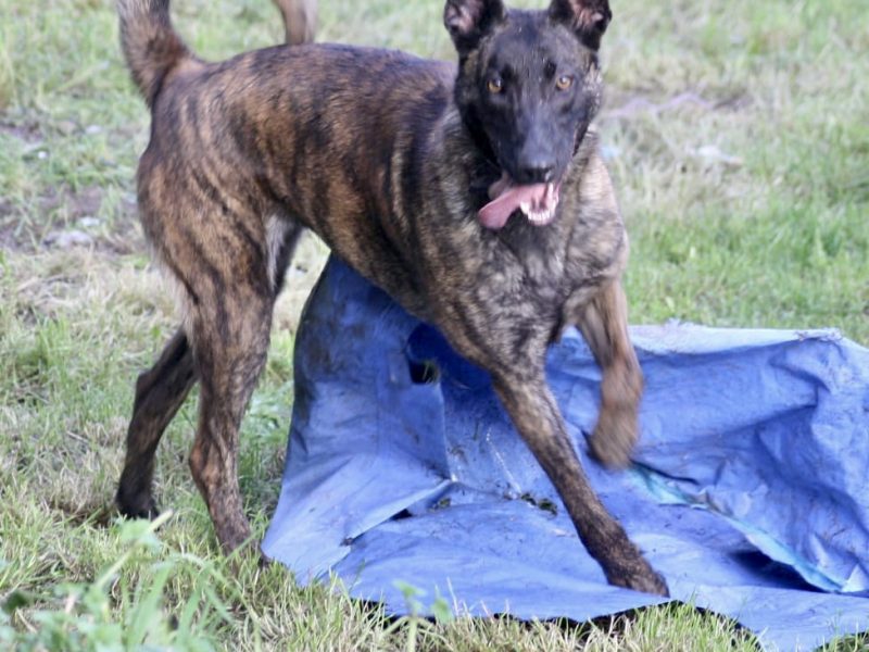 {CATEGORY} - Malinois x Dutch herder bitch in 