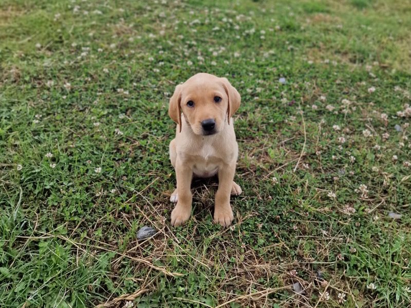 Well bred, KC registered puppies from fully health tested parents. - {CATEGORY} in 