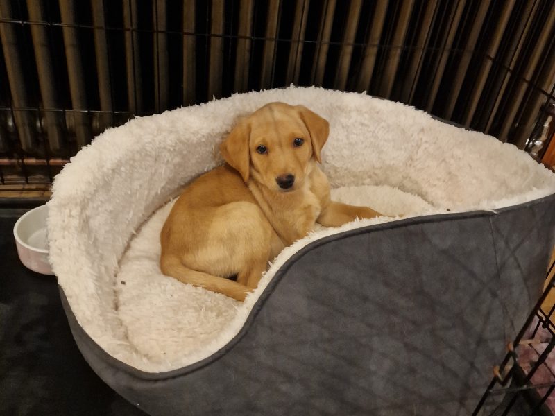 Well bred, KC registered puppies from fully health tested parents. - {CATEGORY}