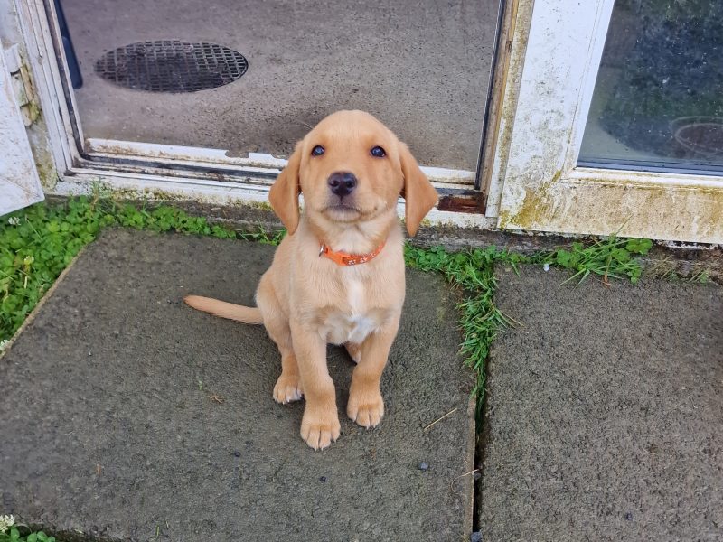 Well bred, KC registered puppies from fully health tested parents. 
