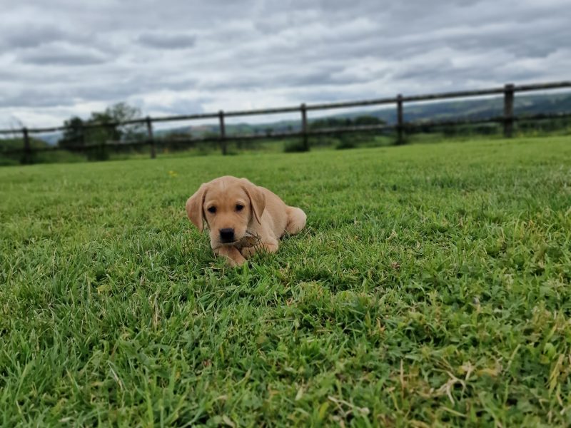 {CATEGORY} - Well bred, KC registered puppies from fully health tested parents. in 
