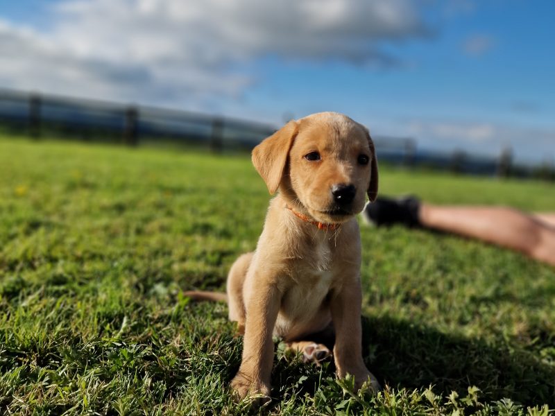 {CATEGORY} - Well bred, KC registered puppies from fully health tested parents.