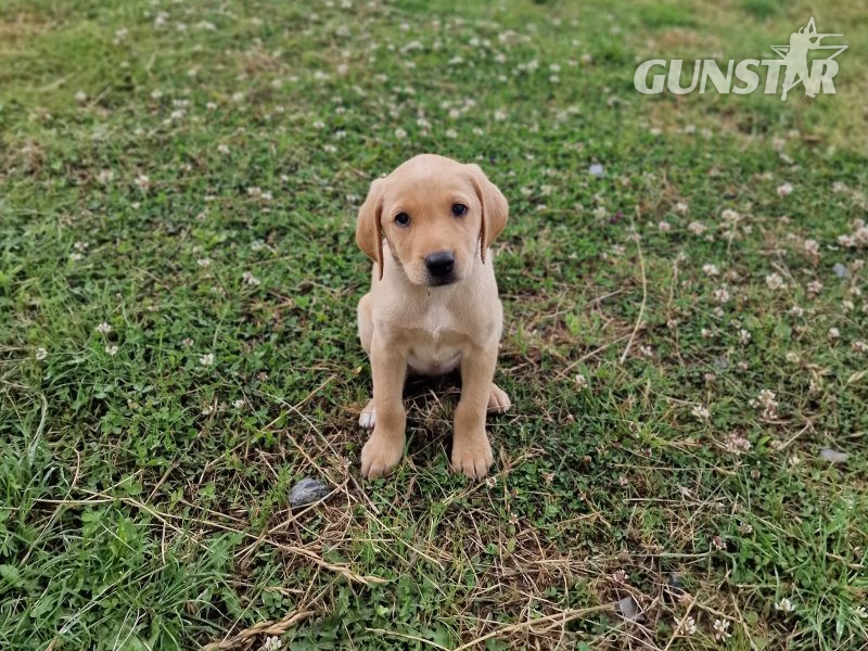 Well bred, KC registered puppies from fully health tested parents. - {CATEGORY} in 