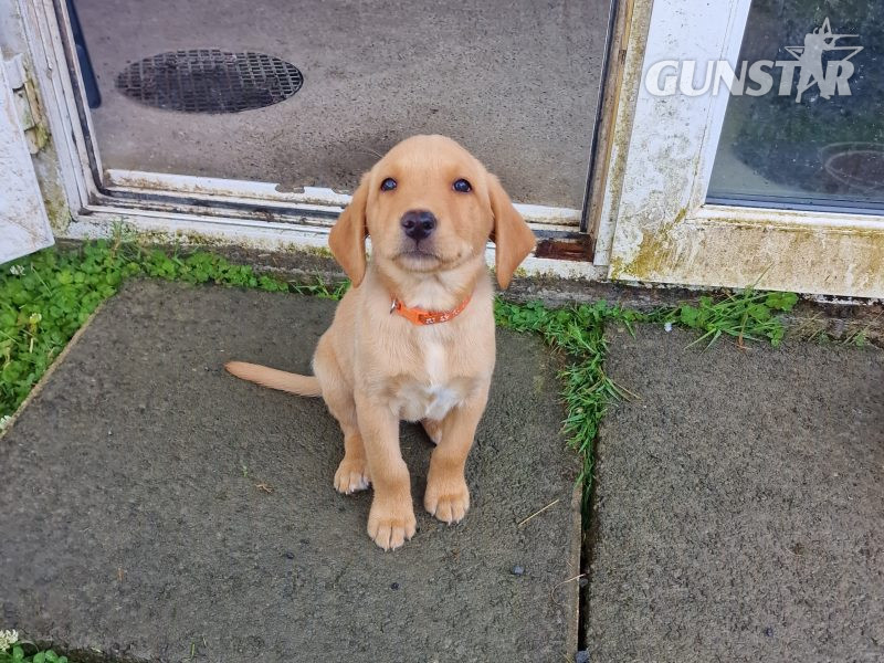 Well bred, KC registered puppies from fully health tested parents. 