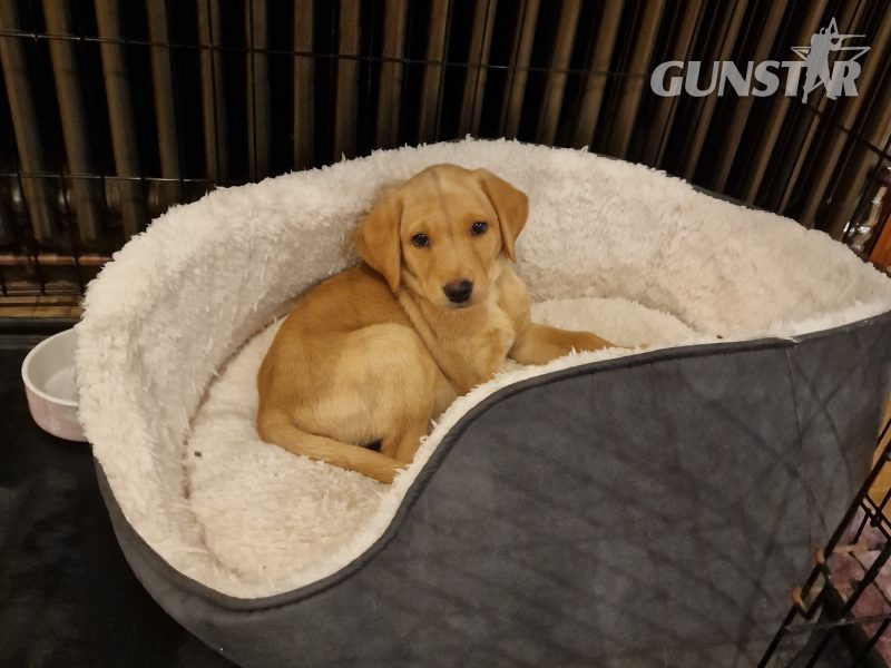 Well bred, KC registered puppies from fully health tested parents. - {CATEGORY}