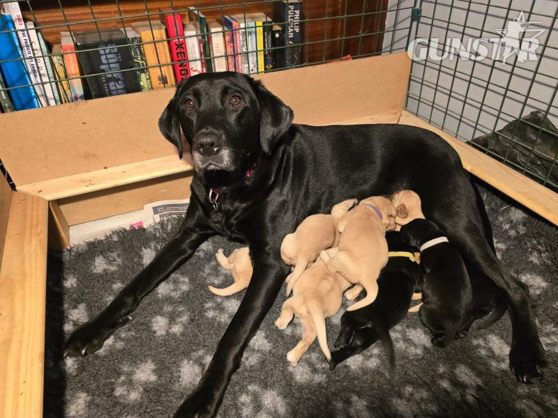  Well bred, KC registered puppies from fully health tested parents.