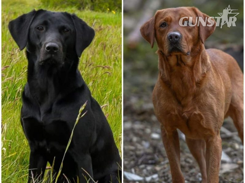 Well bred, KC registered puppies from fully health tested parents. in 