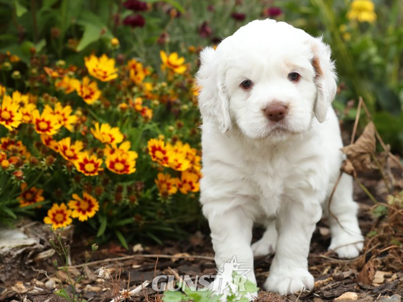 Working Clumber Spaniel Puppies - {CATEGORY} in 