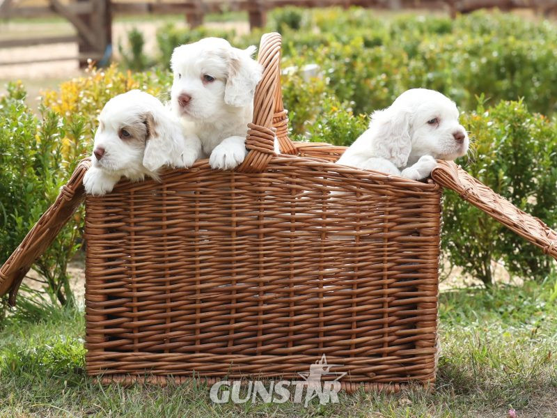 Working Clumber Spaniel Puppies in 