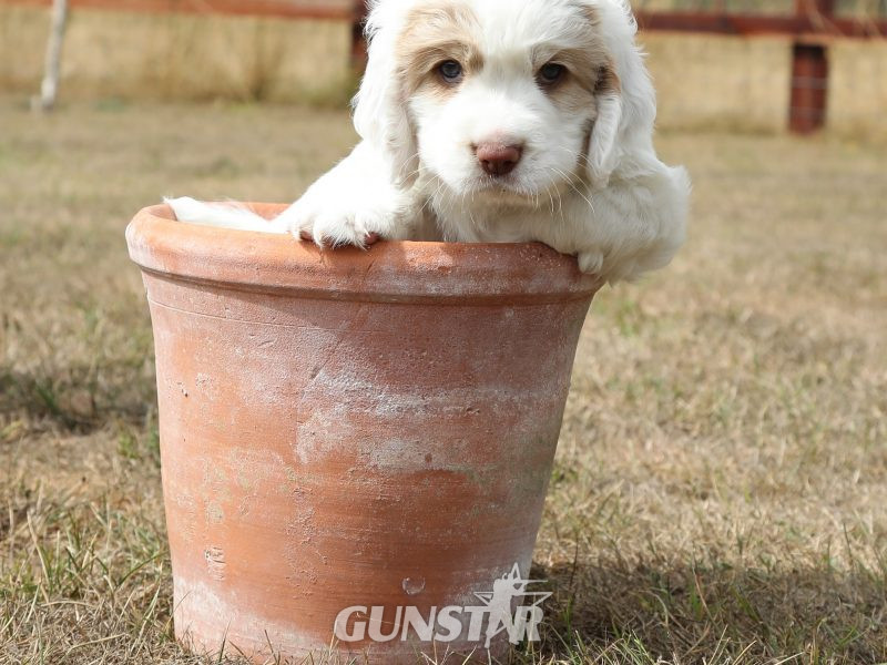  Working Clumber Spaniel Puppies