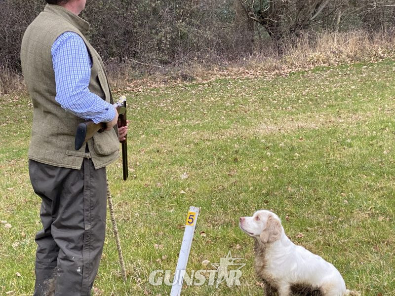 Working Clumber Spaniel Puppies - {CATEGORY}