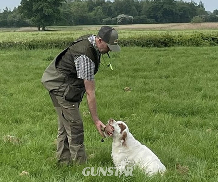 Working Clumber Spaniel Puppies 