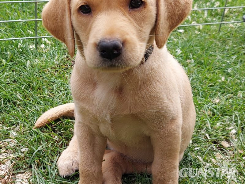 {CATEGORY} - FTW sired Pedigree KC registered pups for sale in 