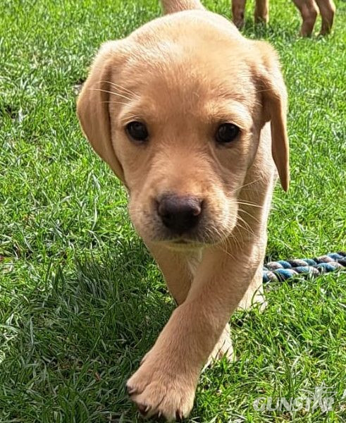  FTW sired Pedigree KC registered pups for sale