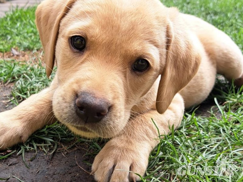 FTW sired Pedigree KC registered pups for sale in 