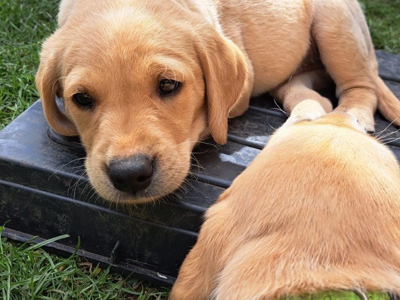 FTW sired Pedigree KC registered pups for sale - {CATEGORY}