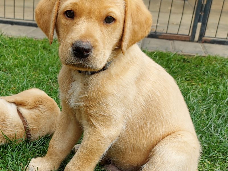 FTW sired Pedigree KC registered pups for sale 