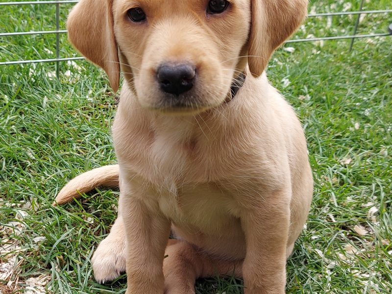 {CATEGORY} - FTW sired Pedigree KC registered pups for sale in 
