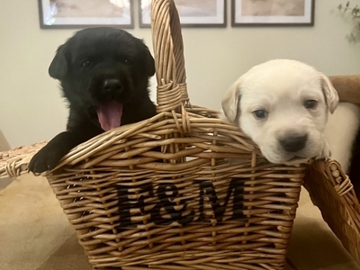 Labrador retriever puppies Leadburn, Buccleuch, Drakeshead, Chatsworth FCCH FTW blood lines