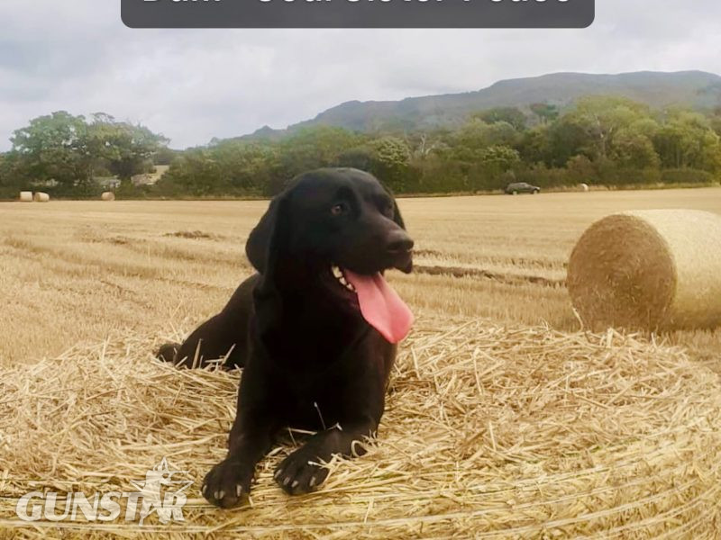 {CATEGORY} - Labrador retriever puppies Leadburn, Buccleuch, Drakeshead, Chatsworth FCCH FTW blood lines in 