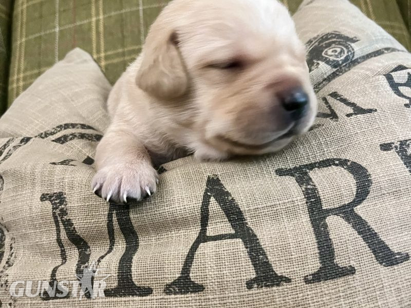  Labrador retriever puppies Leadburn, Buccleuch, Drakeshead, Chatsworth FCCH FTW blood lines