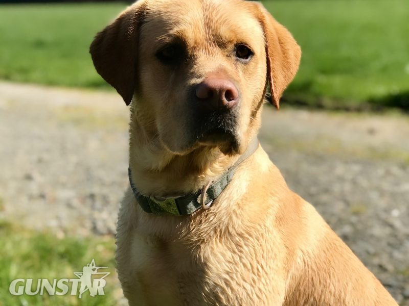 Labrador retriever puppies Leadburn, Buccleuch, Drakeshead, Chatsworth FCCH FTW blood lines 