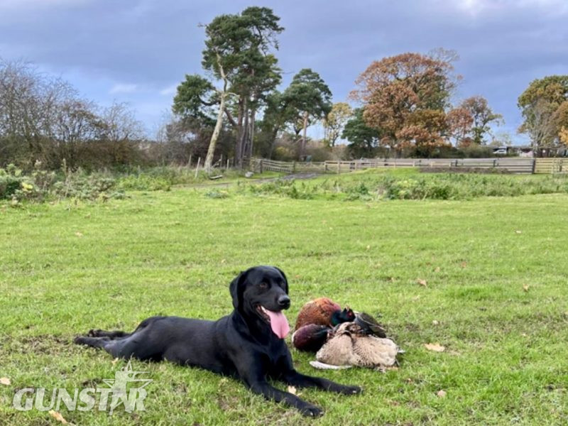 Labrador retriever puppies Leadburn, Buccleuch, Drakeshead, Chatsworth FCCH FTW blood lines - {CATEGORY} in 