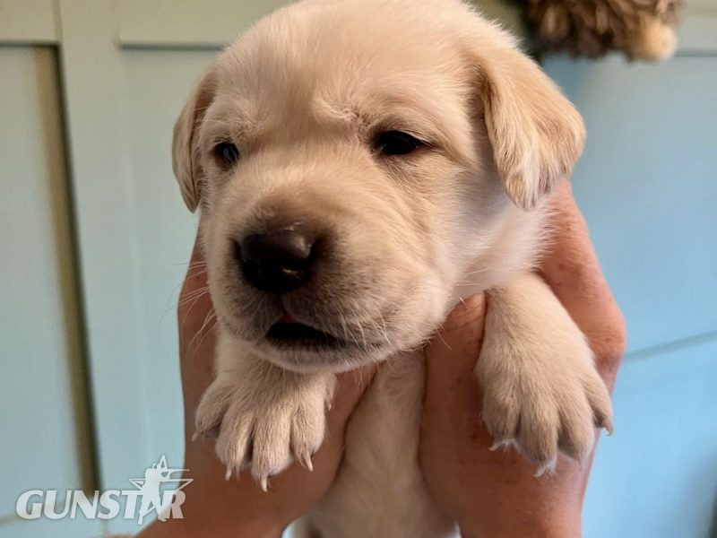 {CATEGORY} - Labrador retriever puppies Leadburn, Buccleuch, Drakeshead, Chatsworth FCCH FTW blood lines