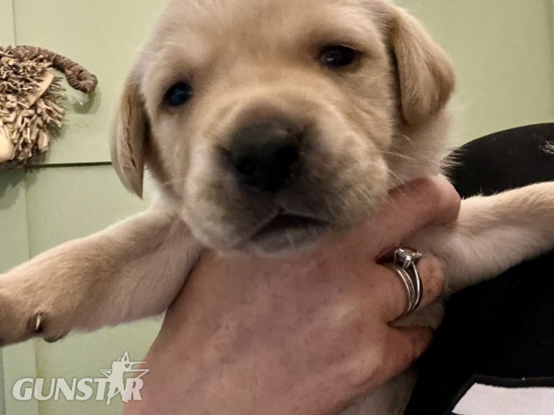 Labrador retriever puppies Leadburn, Buccleuch, Drakeshead, Chatsworth FCCH FTW blood lines