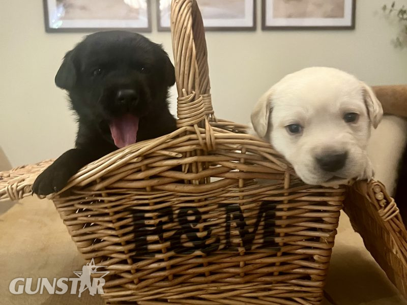 Labrador retriever puppies Leadburn, Buccleuch, Drakeshead, Chatsworth FCCH FTW blood lines in 