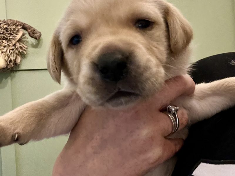 Labrador retriever puppies Leadburn, Buccleuch, Drakeshead, Chatsworth FCCH FTW blood lines