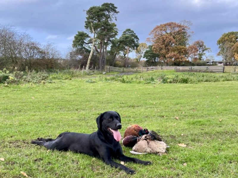 Labrador retriever puppies Leadburn, Buccleuch, Drakeshead, Chatsworth FCCH FTW blood lines - {CATEGORY} in 