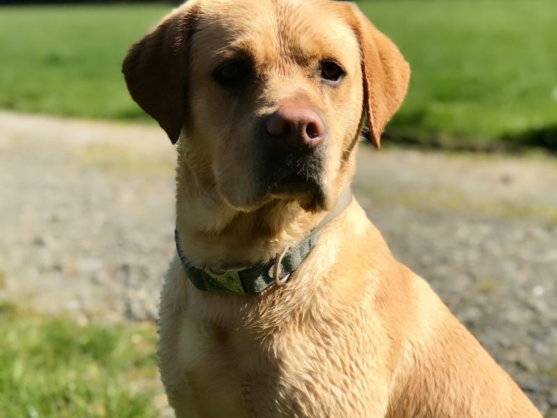Labrador retriever puppies Leadburn, Buccleuch, Drakeshead, Chatsworth FCCH FTW blood lines 